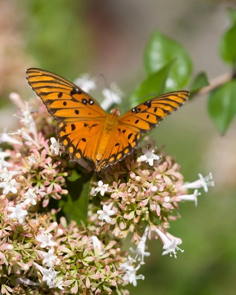 Ignoring Pollinators