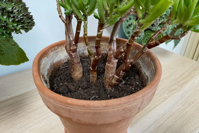 Ignoring Soil Needs