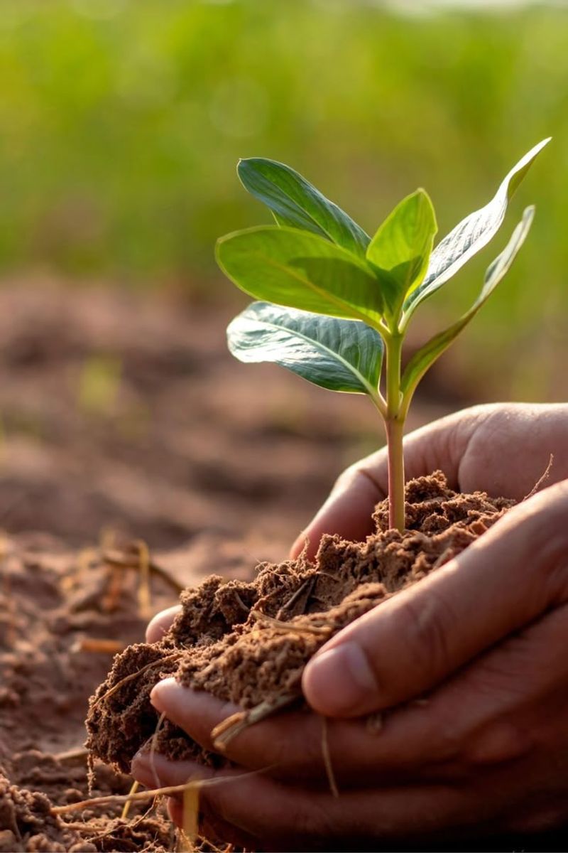 Ignoring Soil Quality