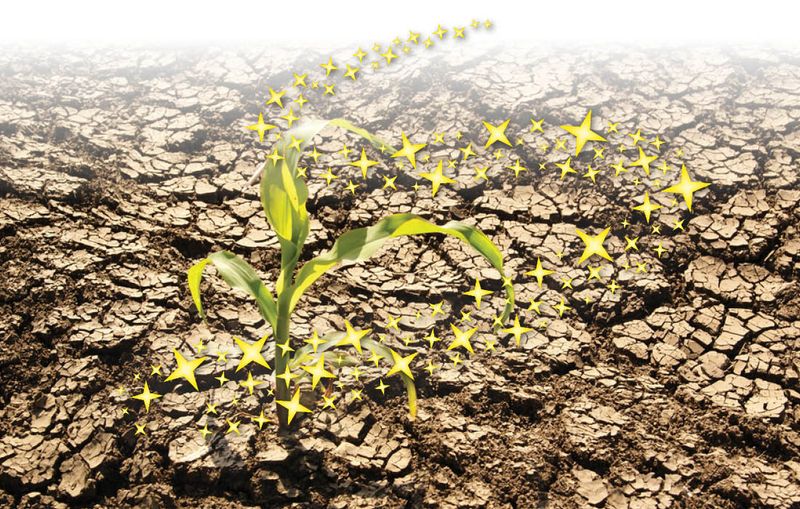 Ignoring Soil Quality