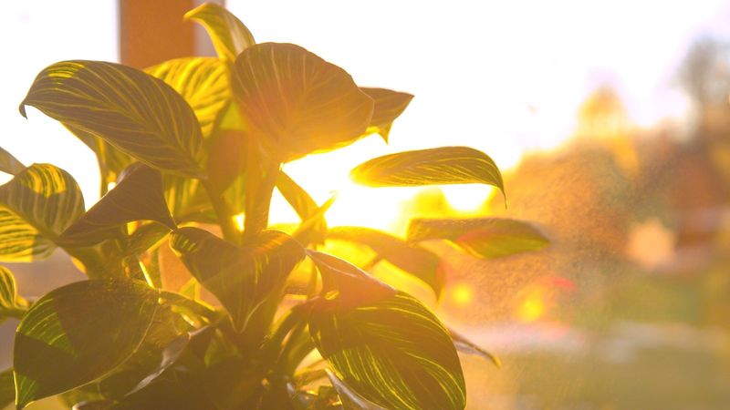 Ignoring Sunlight Patterns