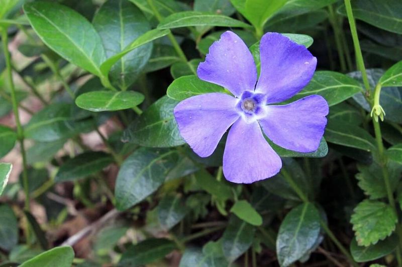 Vinca