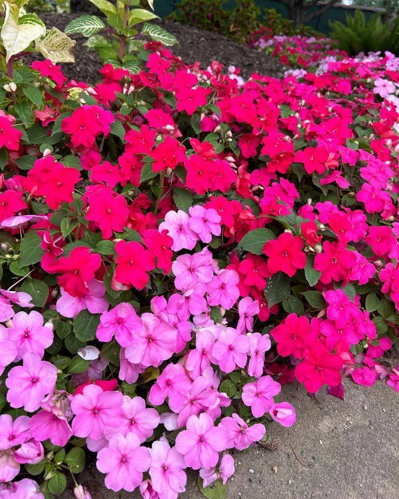 Impatiens