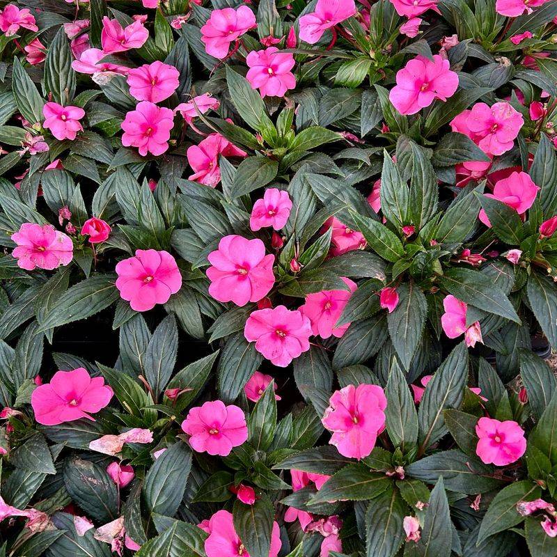 Impatiens