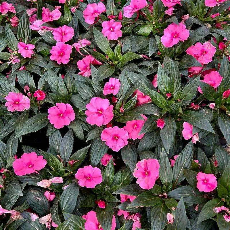 Impatiens