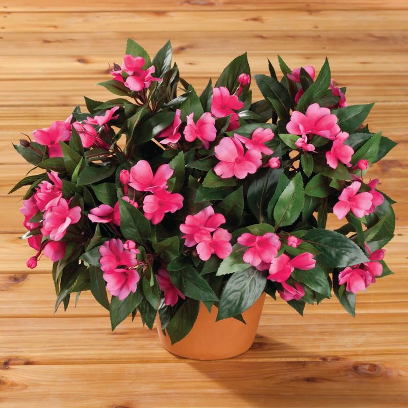 Impatiens