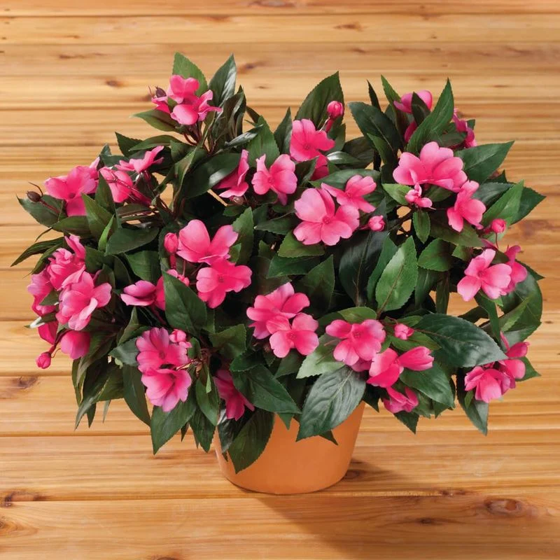 Impatiens