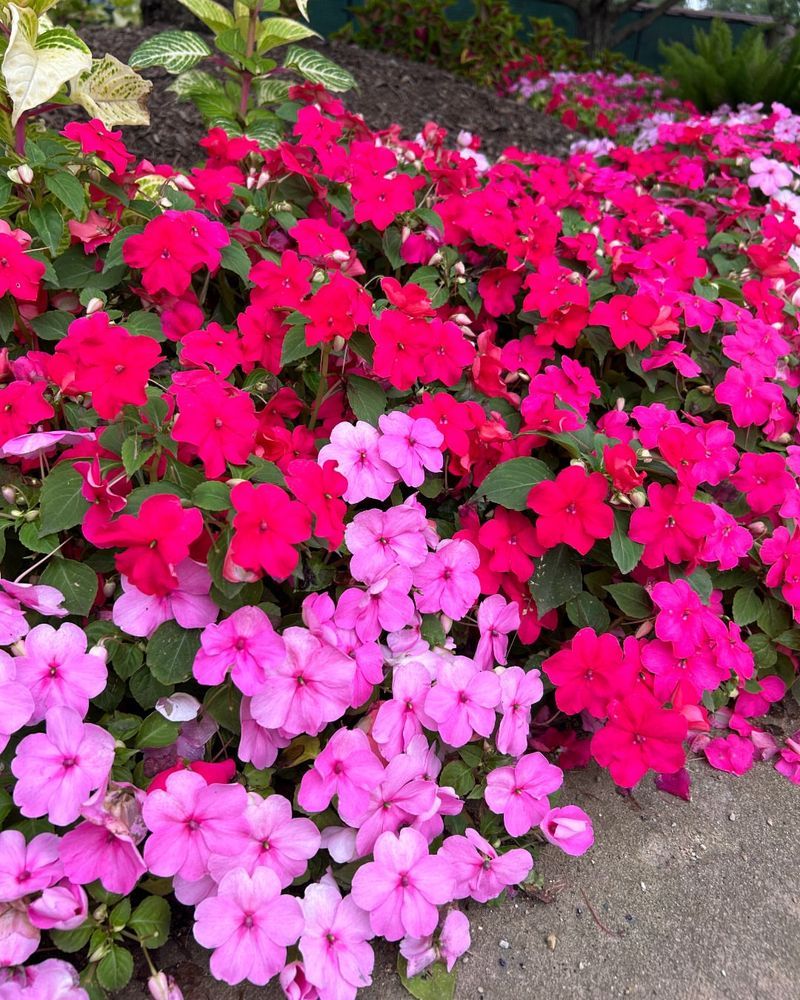 Impatiens