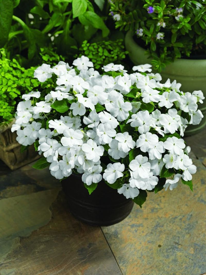 Impatiens