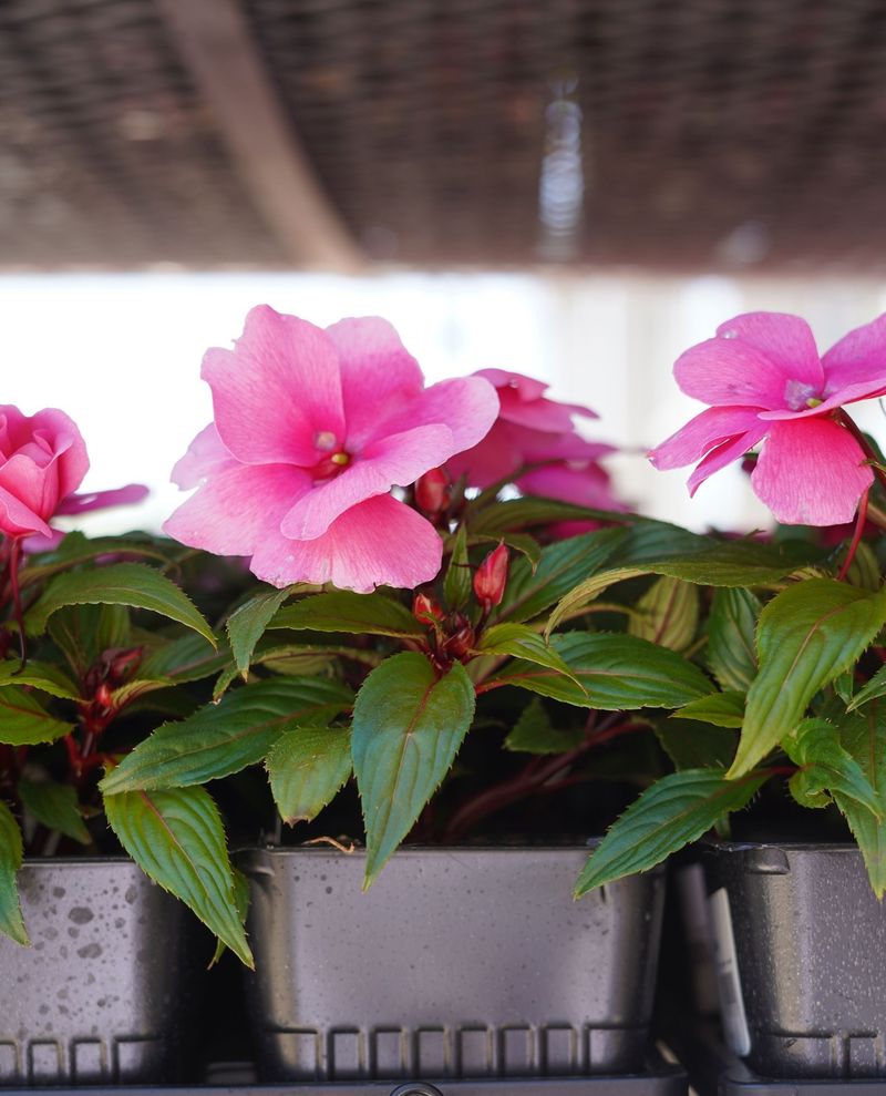 Impatiens