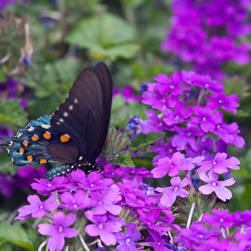 Verbena