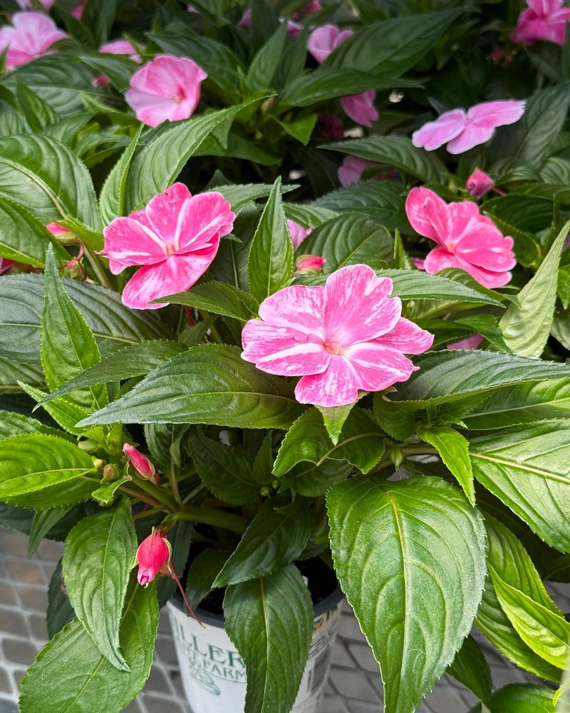 Impatiens