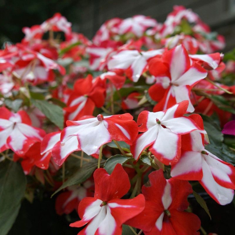 Impatiens