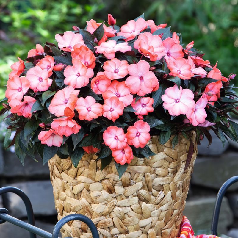 Impatiens