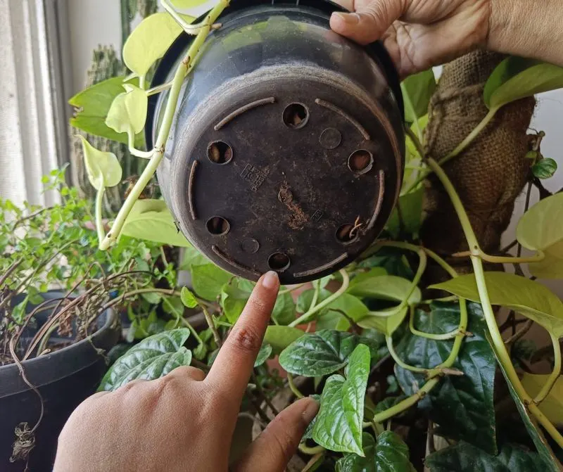 Importance of Proper Drainage