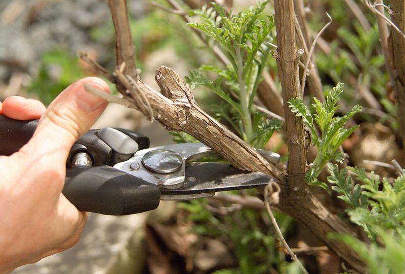 Improper Pruning