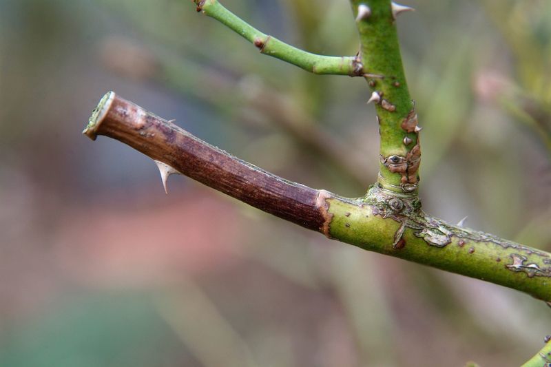 Improper Pruning