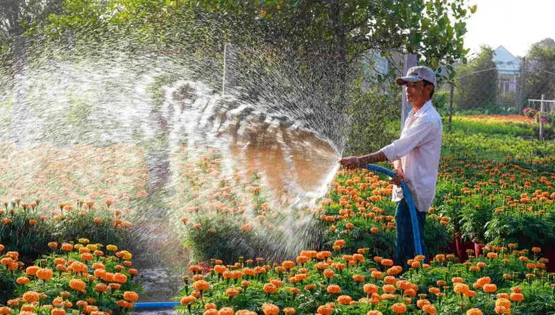 Improper Watering Techniques