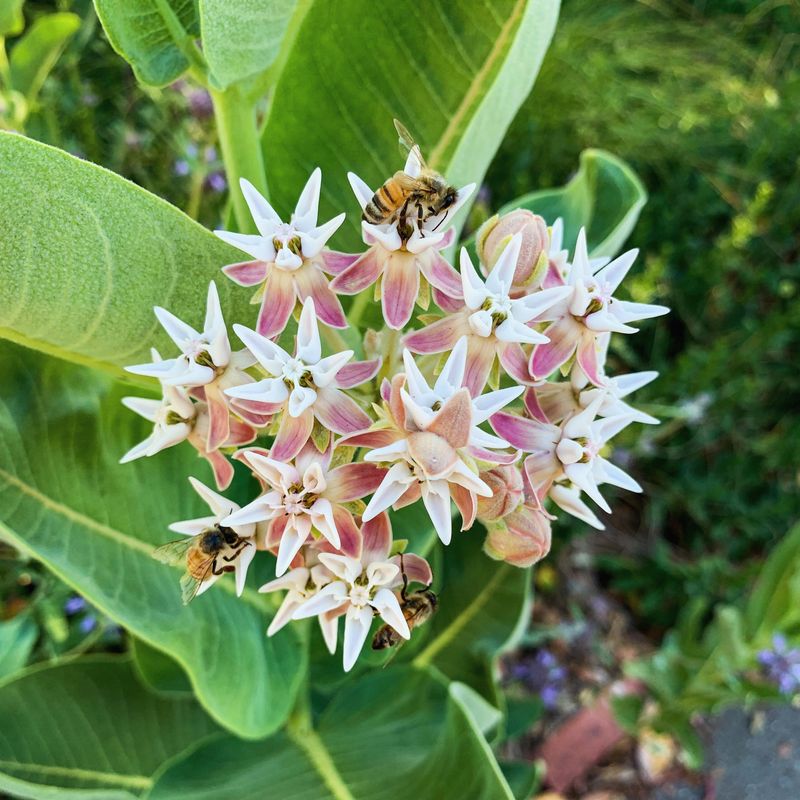 Improved Pollination