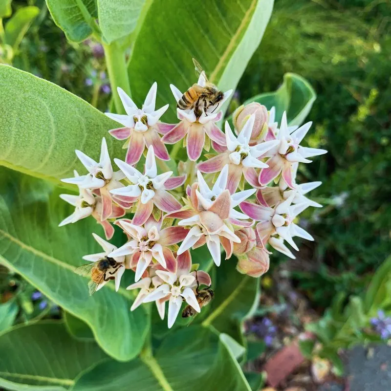 Improved Pollination