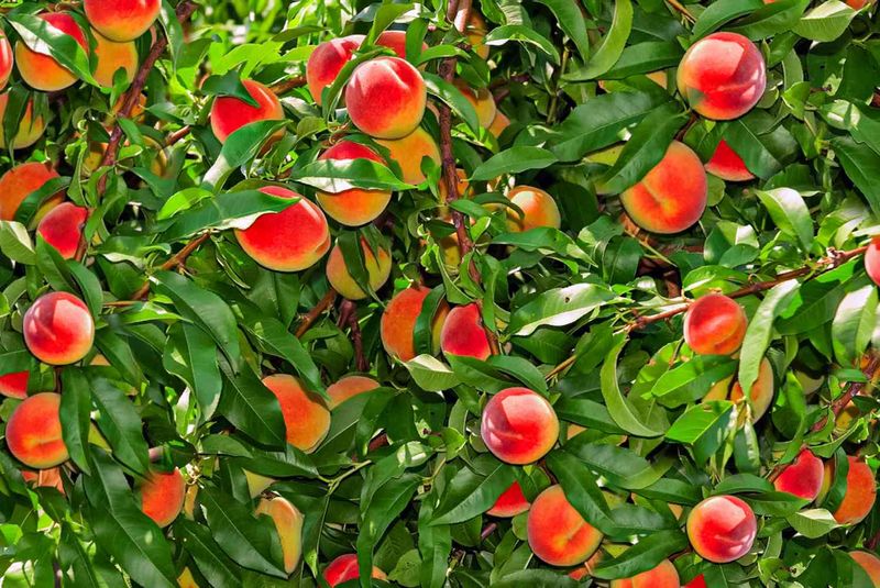 Include Fruit Trees