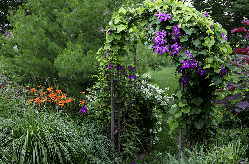 Incorporate Climbing Plants
