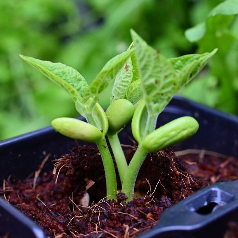 Incorrect Planting Depth