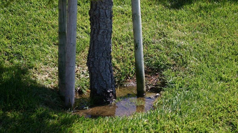 Incorrect Planting Depth