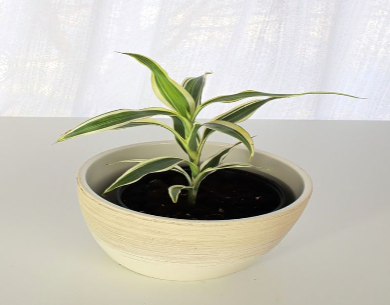 Incorrect Pot Size