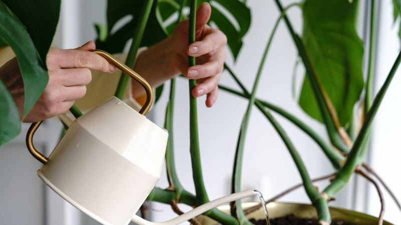 Incorrect Watering Method
