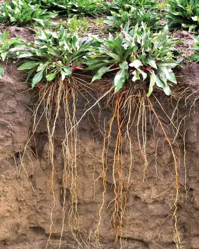 Increased Biodiversity