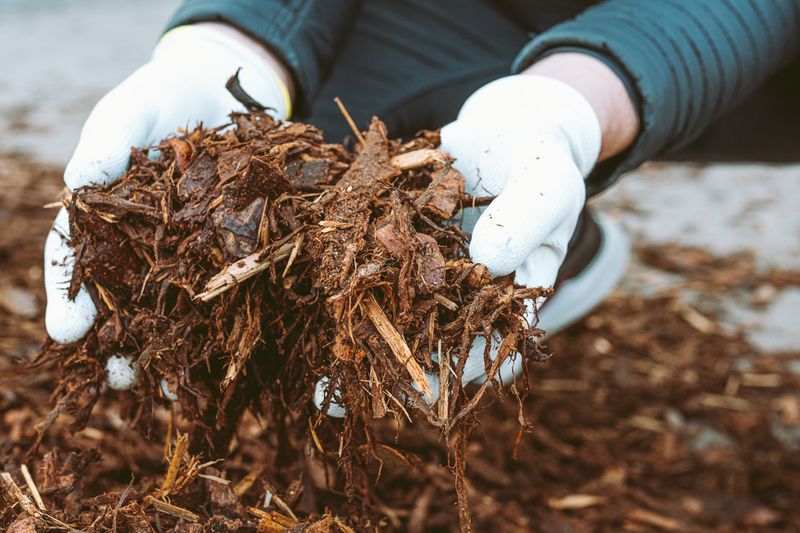 Increased Pest Activity