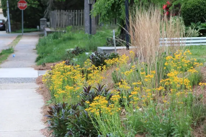 Increased Plant Resilience