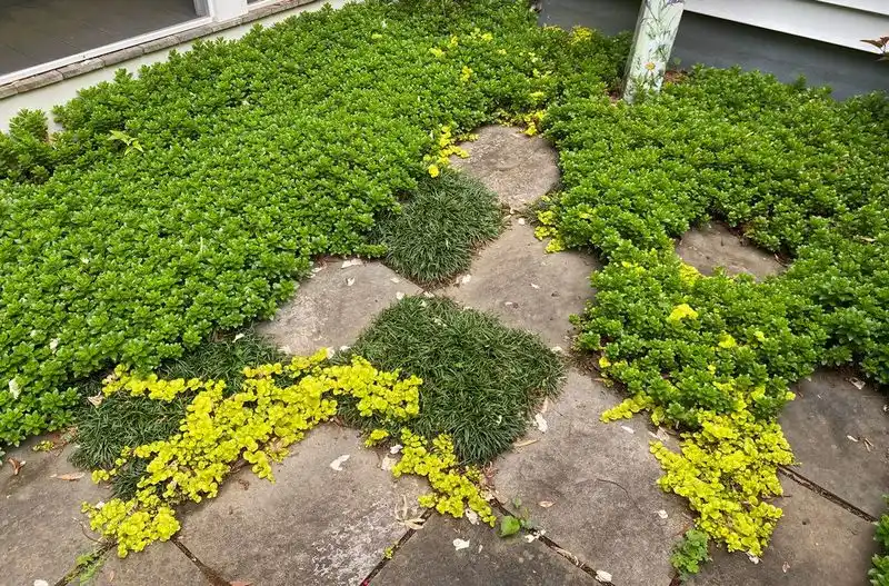 Increased Weed Growth