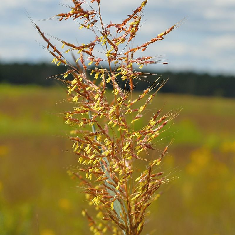 Indian Grass