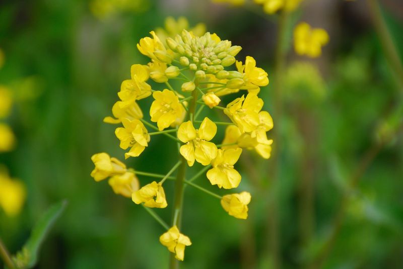 Indian Mustard