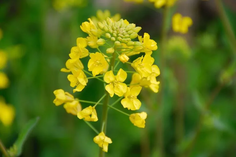 Indian Mustard