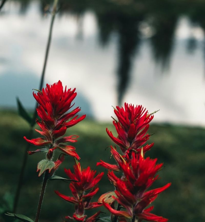 Indian Paintbrush