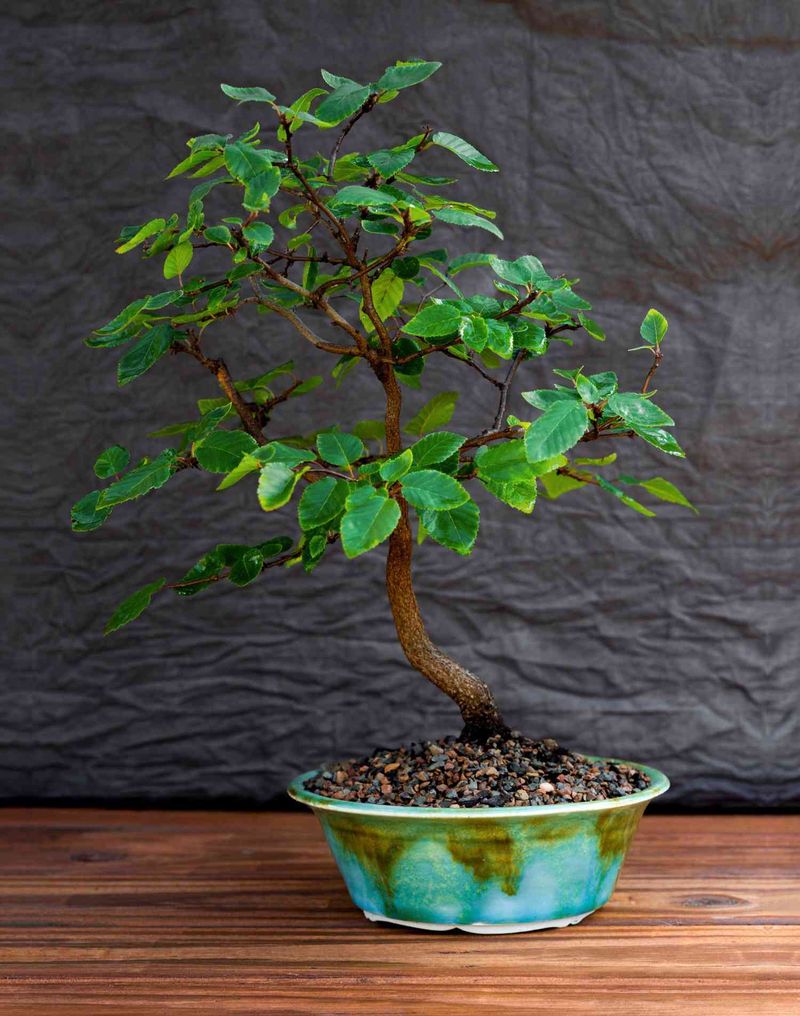 Indoor Bonsai Trees