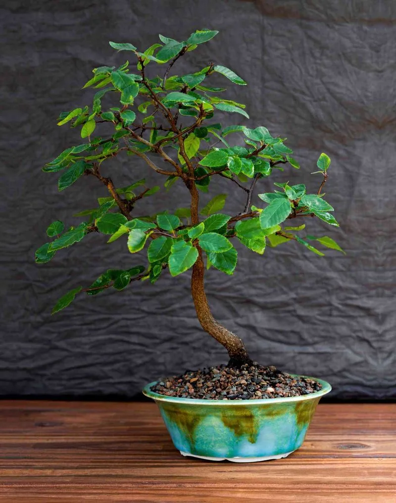 Indoor Bonsai Trees