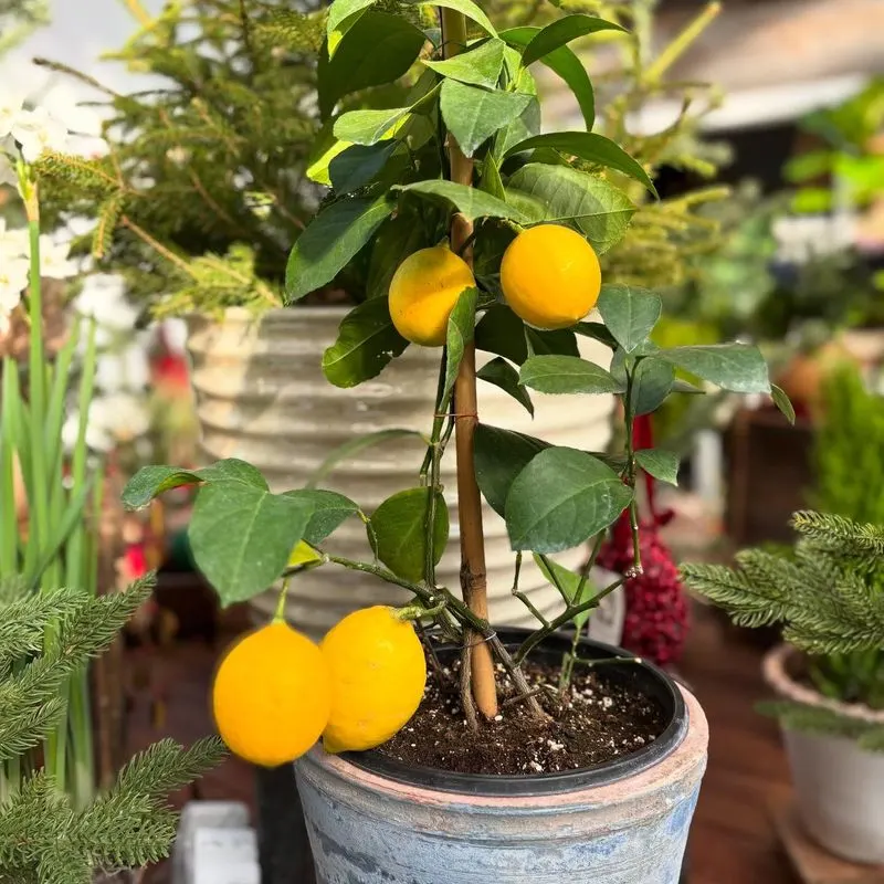 Indoor Citrus Tree Delight