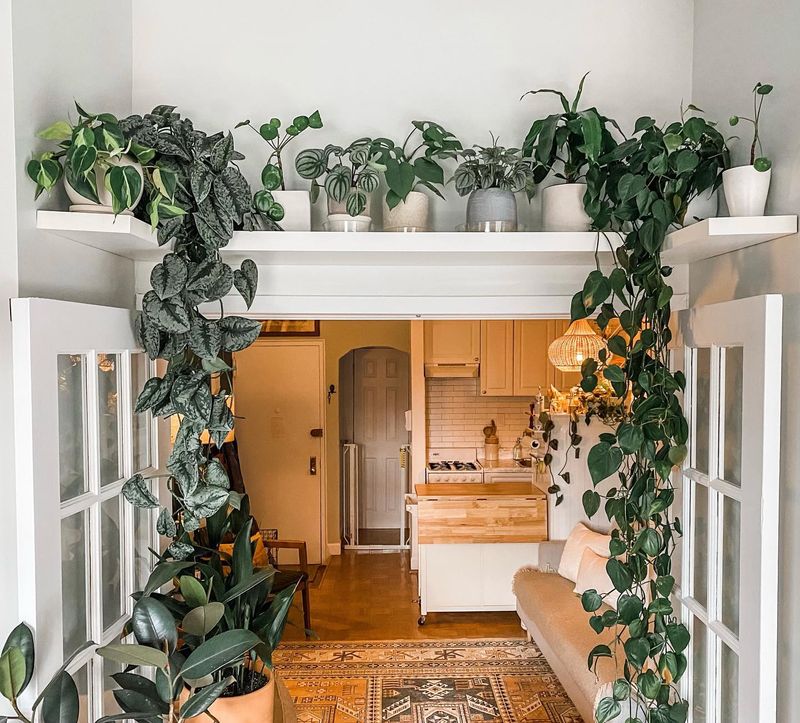 Indoor Climbing Vines
