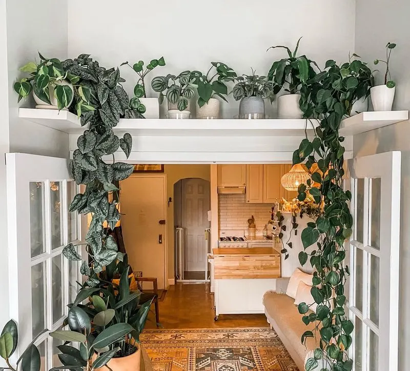 Indoor Climbing Vines