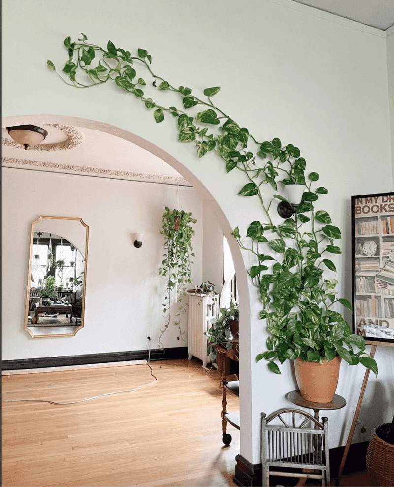 Indoor Climbing Vines