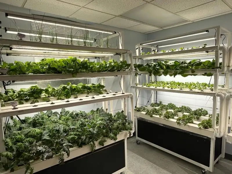 Indoor Hydroponic System