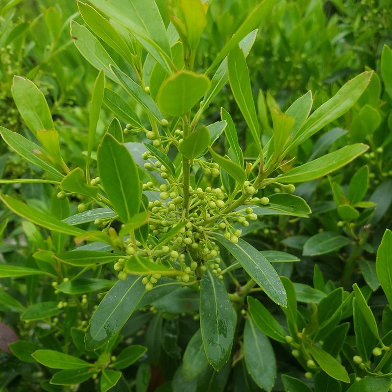 Inkberry