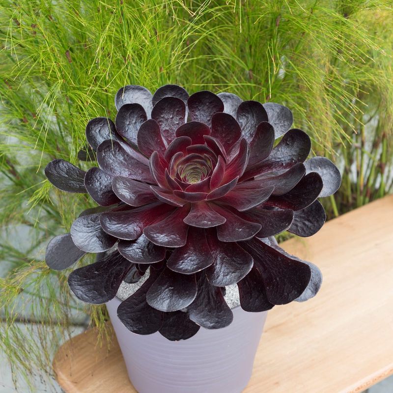 Innovative Plant Varieties