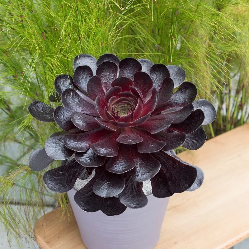 Innovative Plant Varieties