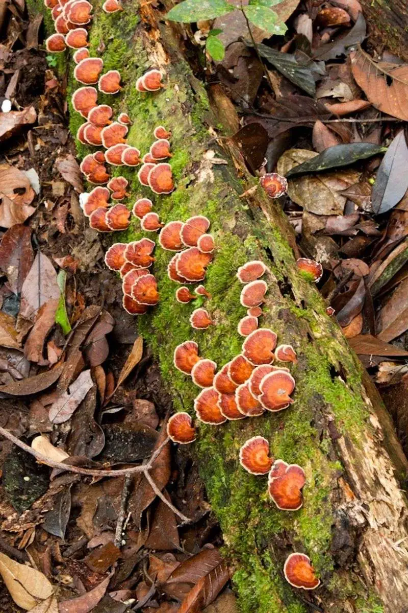 Inoculate the Logs