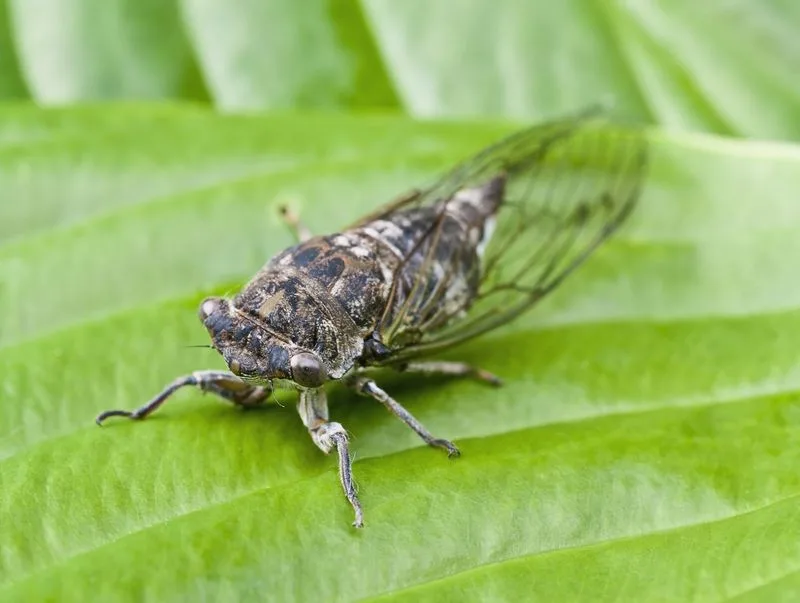 Insects' Subtle Hum
